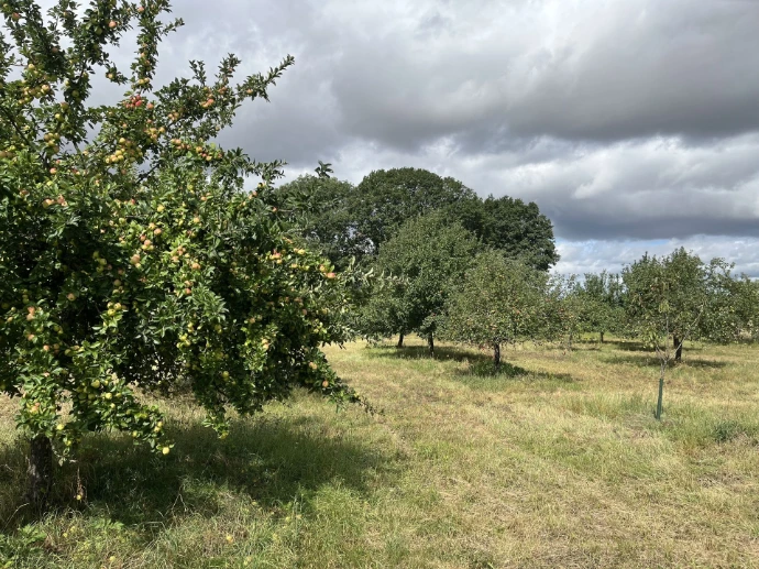 Vergers de pommes